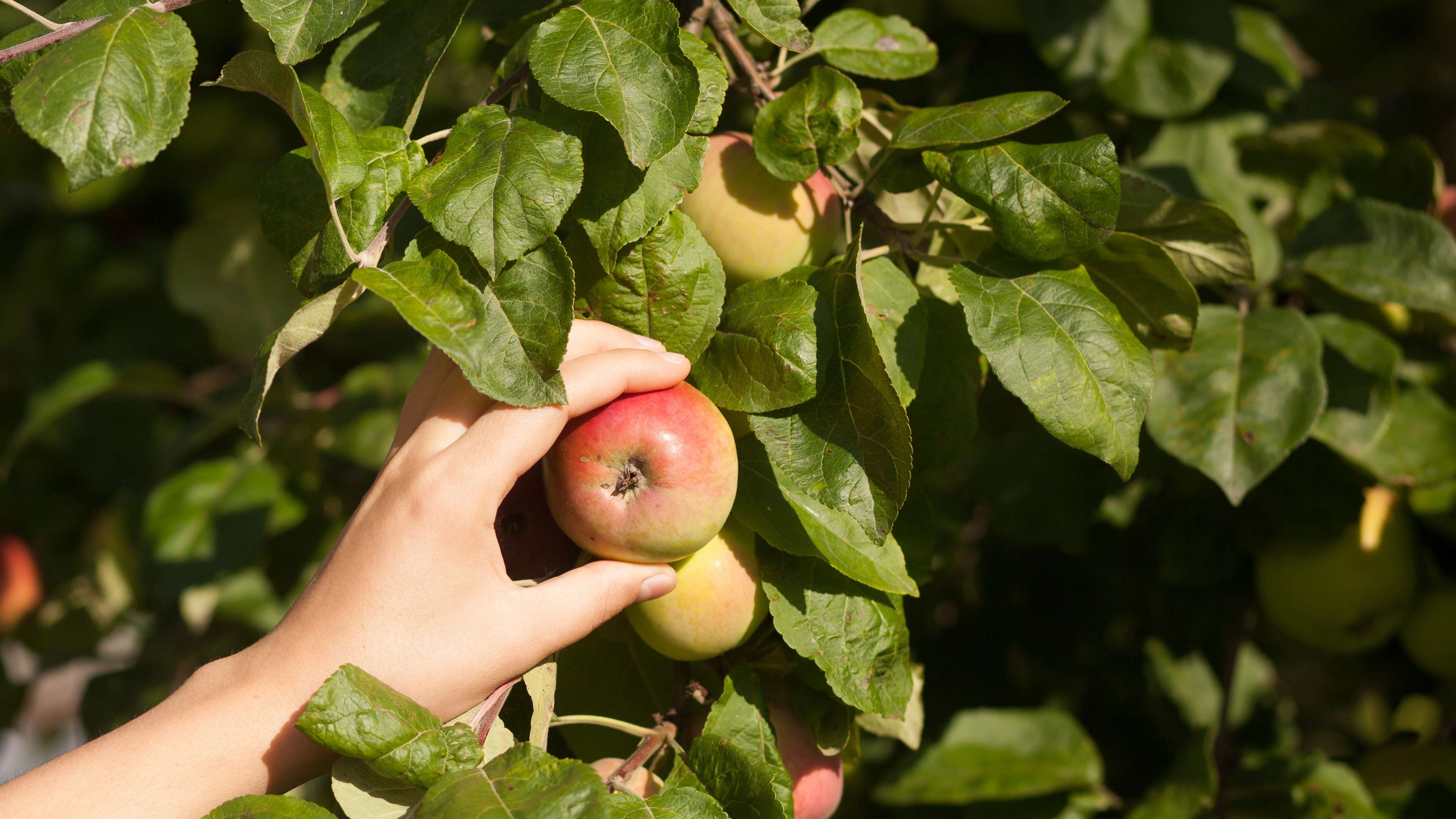 Edible Garden